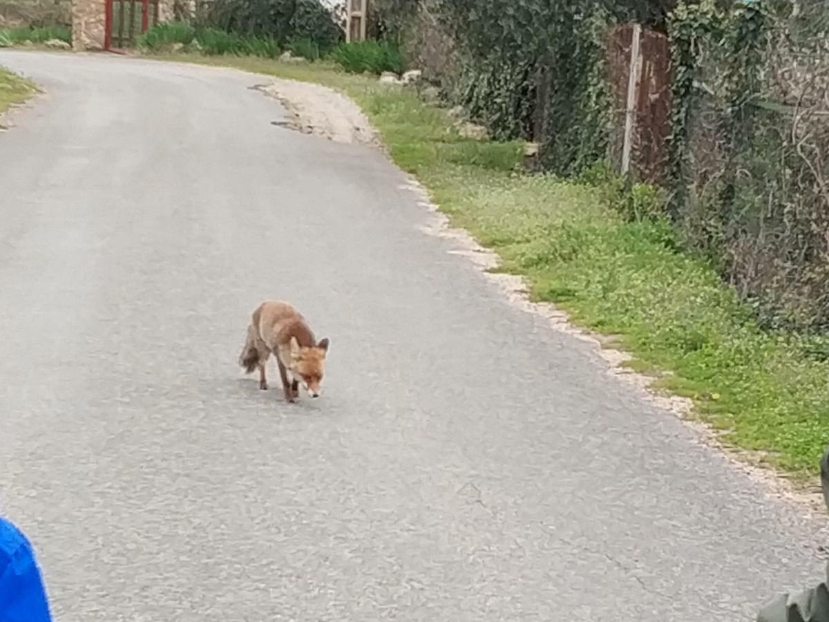 Casa Rural Arroyofrio Riopar Eksteriør billede